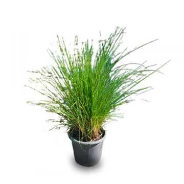 Pennisetum Grass